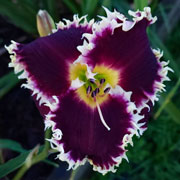 King of Dragons Daylily